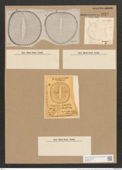 Campylodiscus ralfsii W. Sm. (de-Toni-Nr.: Genus 57, Species 2444) Zeichnungen Sammlung Grunow Nr. 4912 (NHMW-BOT-W0373115)